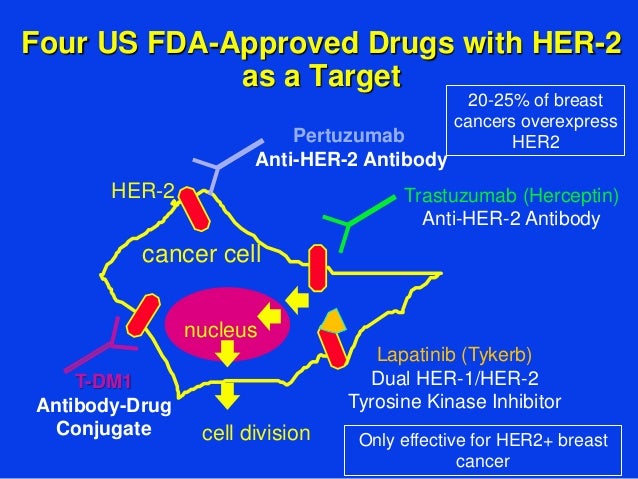breast cancer antibody Breast cancer antibody